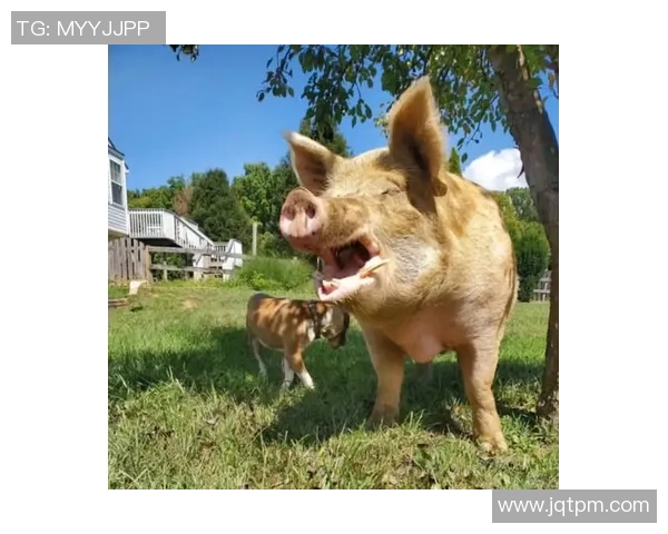 猪猪爱足球的奇妙旅程：从草地到球场的欢笑与成长